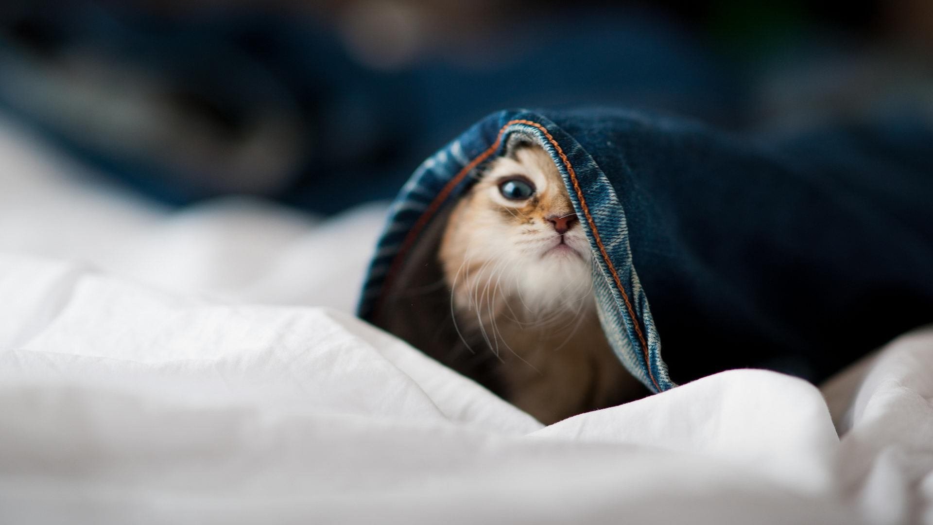 双线交锋，F1新赛季揭幕战焦点解析与里昂橄榄球踏平新西兰的战术共鸣