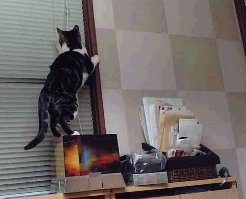 横跨太平洋的篮球奇观，当独行侠遭遇广东队，文班亚马赛后评分如何拉满？