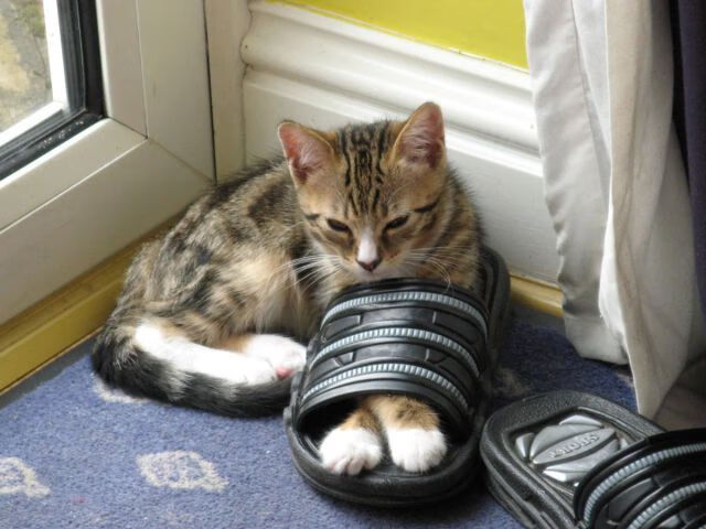 平行宇宙爆裂跨界,戈贝尔点燃赛场,辽宁队火力压制森林狼