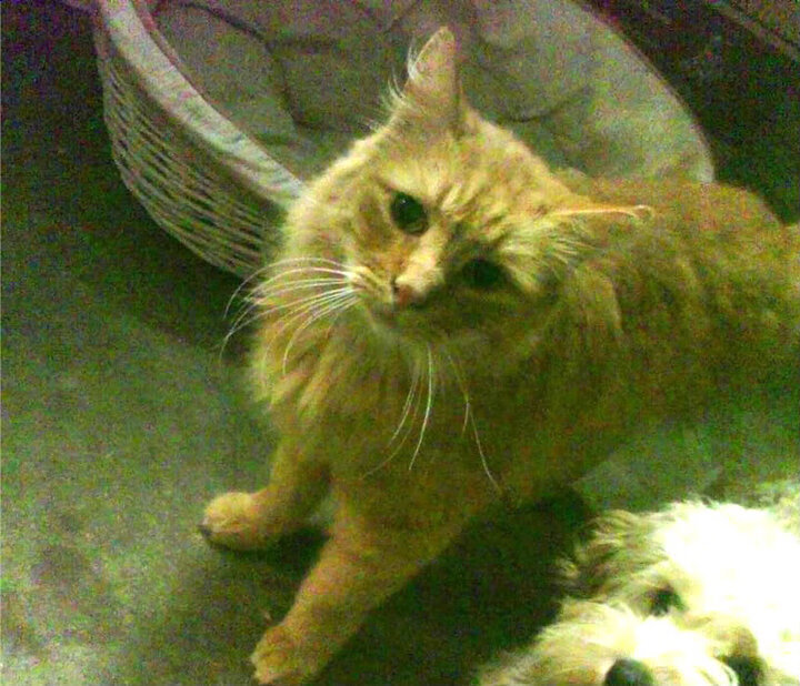 欧冠半决赛焦点战,阿森纳终结秘鲁黑马传奇,晋级决赛在望