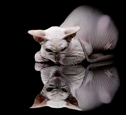 1球刷新3项纪录！阿尔瓦雷斯一战为墨西哥足球书写新篇章