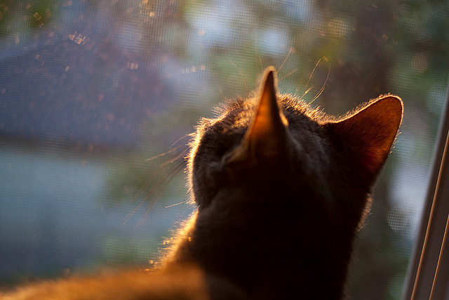 唯一先生·唯一时刻,布雷默爆发破坚冰,洪都拉斯闪电终结喀麦隆晋级梦