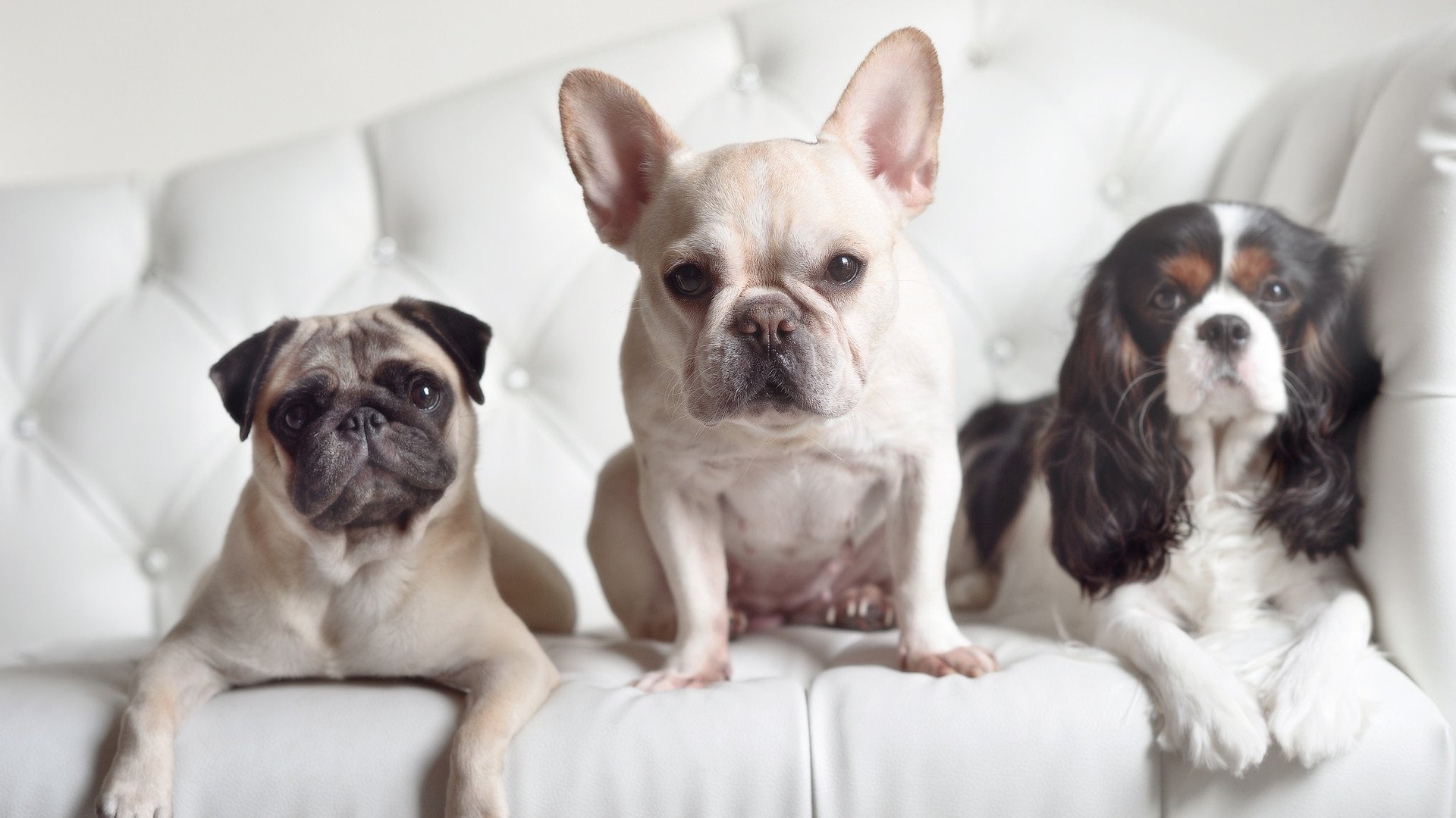 永恒瞬间，美加墨世界杯之夜，文班亚马连珠炮得分定乾坤