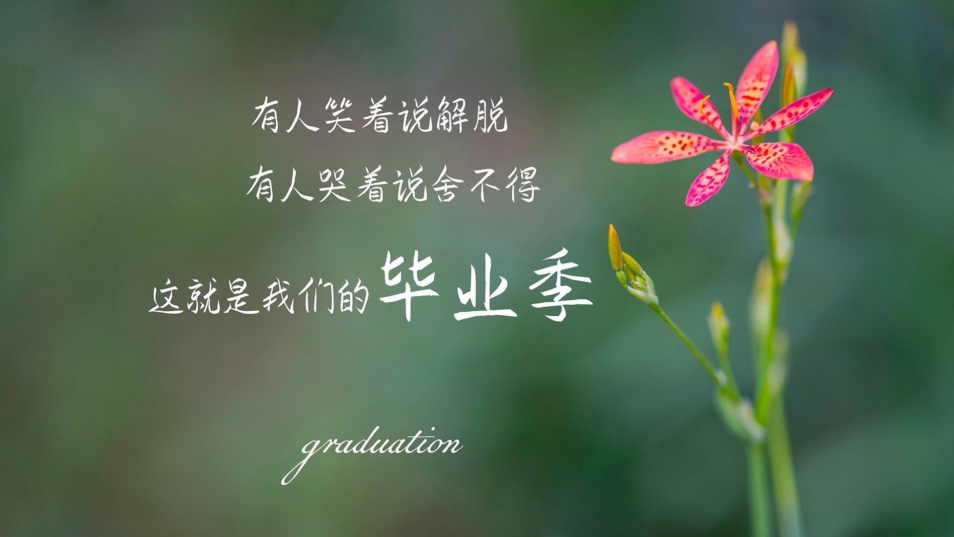 冰封的枫叶，当北欧的冷静刺穿北美的激情，B费那一脚，定义了2026的唯一